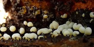 Attēlu rezultāti vaicājumam “Physarum leucophaeum sessile”