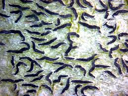 Attēlu rezultāti vaicājumam “Graphis scripta”