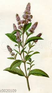 Image result for Pfefferminze