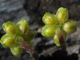 Attēlu rezultāti vaicājumam “Reboulia hemisphaerica”