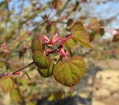 Attēlu rezultāti vaicājumam “Cercidiphyllum japonicum flower”