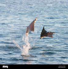 Image result for Mobula thurstoni
