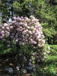 Attēlu rezultāti vaicājumam “Rhododendron catawbiense”
