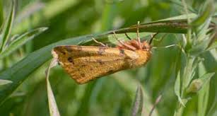 Attēlu rezultāti vaicājumam “Rhyparia purpurata”