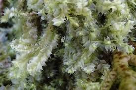 Attēlu rezultāti vaicājumam “Lophocolea heterophylla”