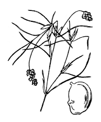 Attēlu rezultāti vaicājumam “Potamogeton trichoides”