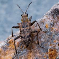 Attēlu rezultāti vaicājumam “Rhagium inquisitor”