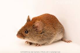 Attēlu rezultāti vaicājumam “Myodes glareolus”