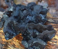 Attēlu rezultāti vaicājumam “Exidia truncata”