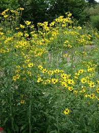 Image result for Coreopsis