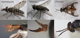 Attēlu rezultāti vaicājumam “Heptatoma pellucens”