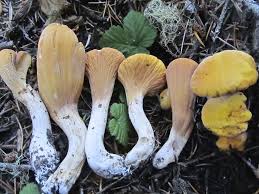 Attēlu rezultāti vaicājumam “Clavariadelphus ligula”