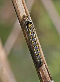 Attēlu rezultāti vaicājumam “Euthrix potatoria larva”