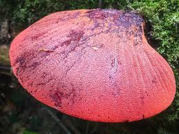 Attēlu rezultāti vaicājumam “Fistulina hepatica”