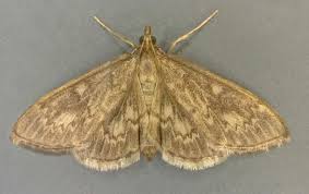 Attēlu rezultāti vaicājumam “Anania lancealis”