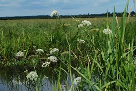 Attēlu rezultāti vaicājumam “Sium latifolium”