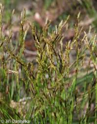 Attēlu rezultāti vaicājumam “Carex digitata fruit”