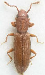 Attēlu rezultāti vaicājumam “Silvanidae”