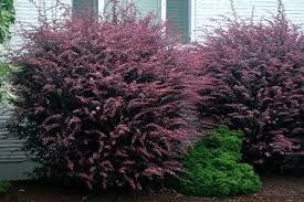 Attēlu rezultāti vaicājumam “Berberis thunbergii”