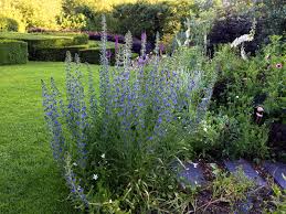 Attēlu rezultāti vaicājumam “Echium vulgare bud”