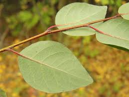 Attēlu rezultāti vaicājumam “Cotoneaster multiflorus leaf”