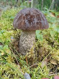 Attēlu rezultāti vaicājumam “Leccinum melaneum”