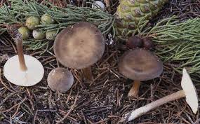 Image result for Melanoleuca rasilis var. pseudoluscina