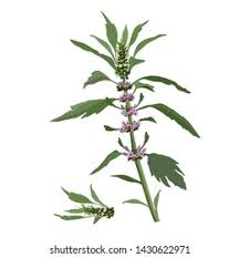 Attēlu rezultāti vaicājumam “Leonurus cardiaca”