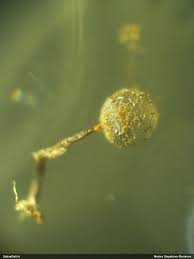 Attēlu rezultāti vaicājumam “Cribraria atrofusca spores”