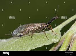 Attēlu rezultāti vaicājumam “Raphidioptera imago”