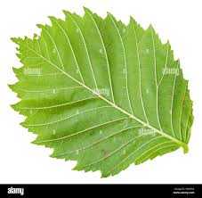 Attēlu rezultāti vaicājumam “Ulmus laevis leaf”