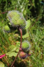 Attēlu rezultāti vaicājumam “Liposthenes glechomae”