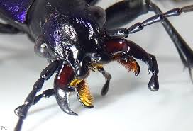 Attēlu rezultāti vaicājumam “Carabus violaceus”