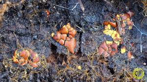 Attēlu rezultāti vaicājumam “Perichaena depressa”