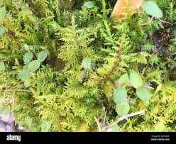 Attēlu rezultāti vaicājumam “Thuidium recognitum”