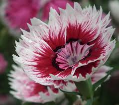 Attēlu rezultāti vaicājumam “Dianthus barbatus flower”