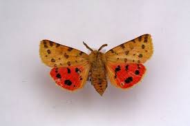 Attēlu rezultāti vaicājumam “Rhyparia purpurata”