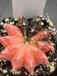 Image result for Gymnocalycium
