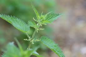 Attēlu rezultāti vaicājumam “Urticaceae”