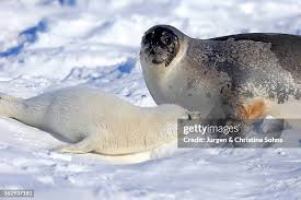 Image result for Pagophilus groenlandicus