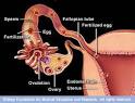 Illustration of <b>fertilization</b>