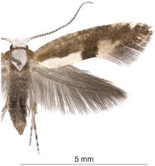 Attēlu rezultāti vaicājumam “Argyresthia pruniella”
