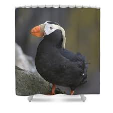 Image result for Fratercula cirrhata