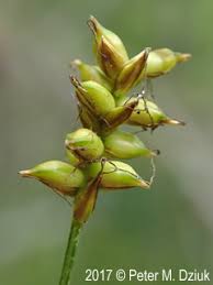 Attēlu rezultāti vaicājumam “Carex dioica male flower”