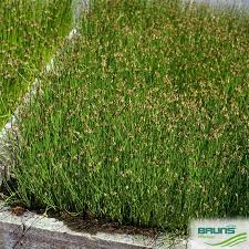 Attēlu rezultāti vaicājumam “Eleocharis palustris”