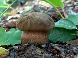 Attēlu rezultāti vaicājumam “Sutorius luridiformis”