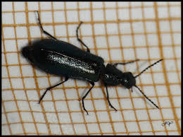 Attēlu rezultāti vaicājumam “Dasytes caeruleus”