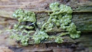 Attēlu rezultāti vaicājumam “Cribraria purpurea plasmodium”