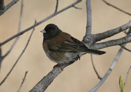 Image result for Junco hyemalis