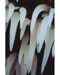 Attēlu rezultāti vaicājumam “Mucronella bresadolae”